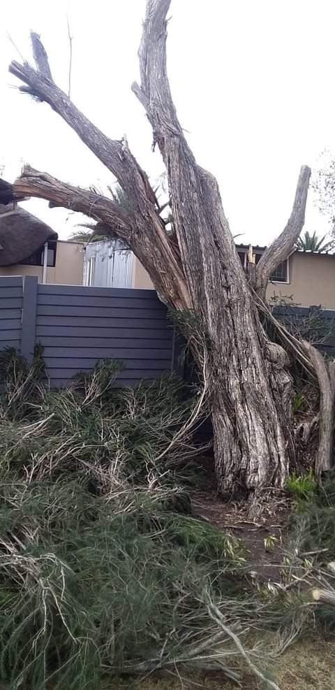 Tree felling project in Pietermaritzburg