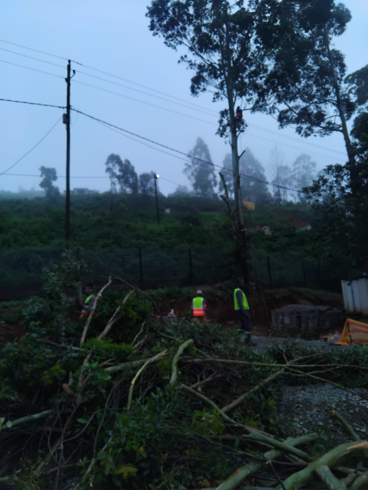 Professional tree removal PMB