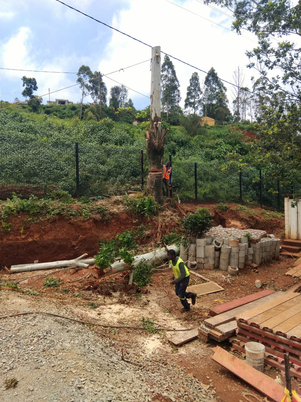 Professional tree felling service in Pietermaritzburg