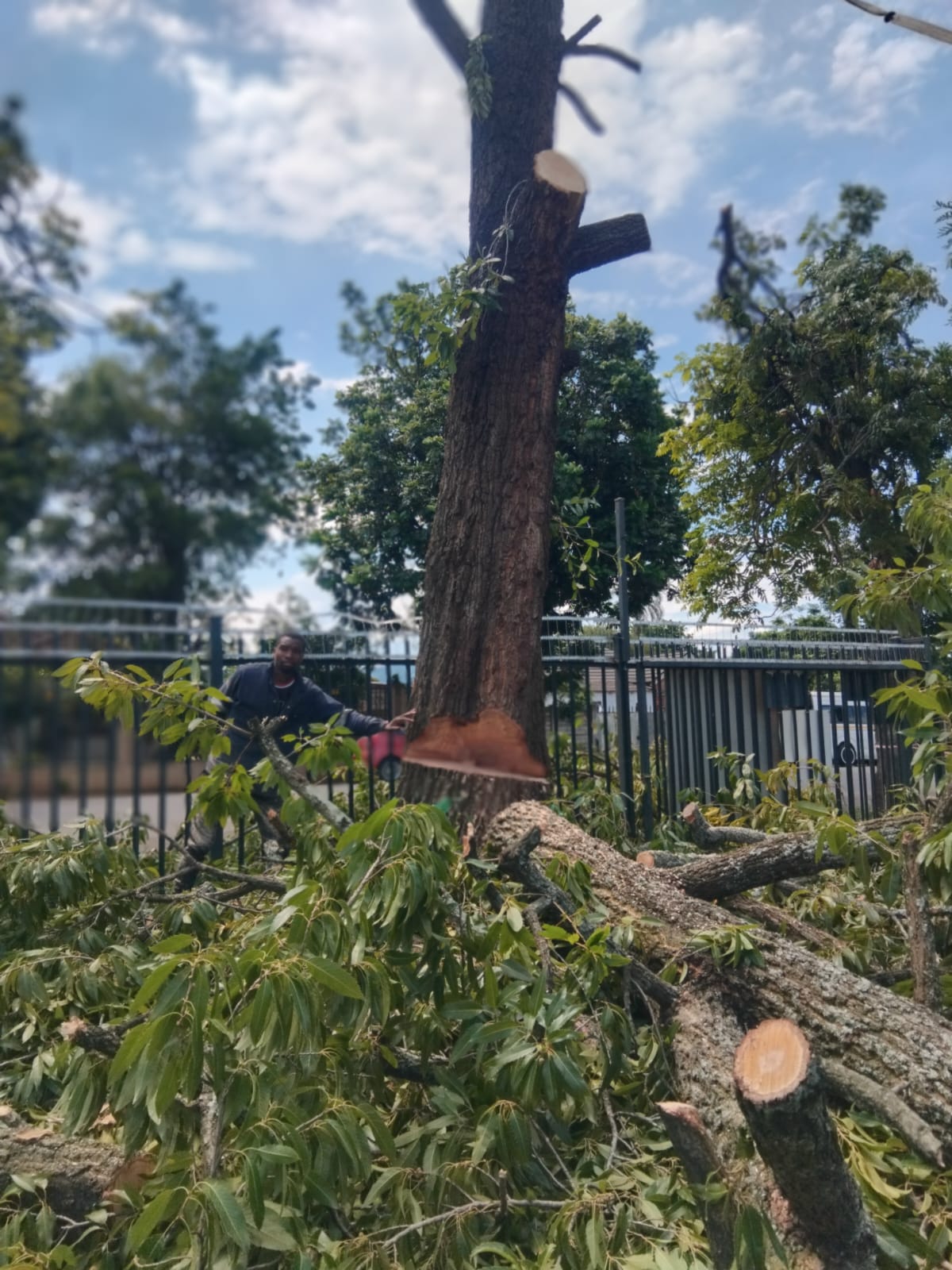 Emergency tree removal