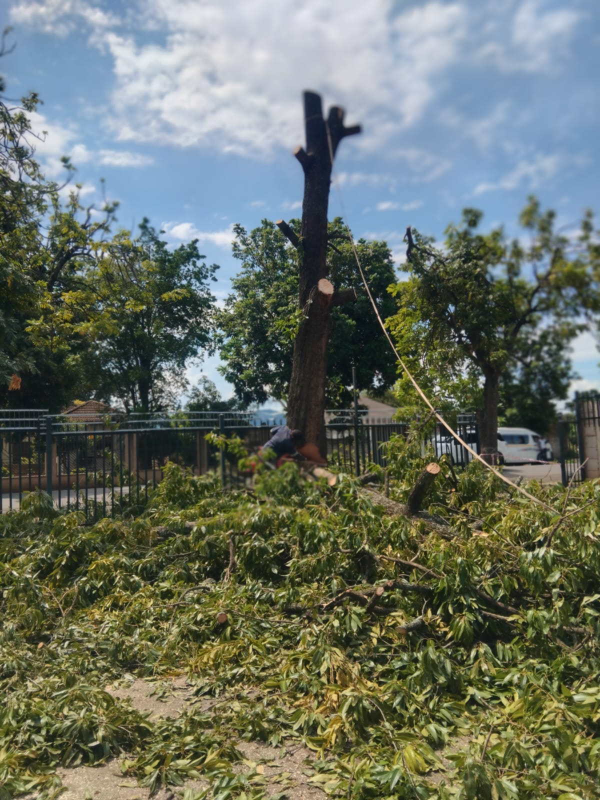 Professional tree services KZN