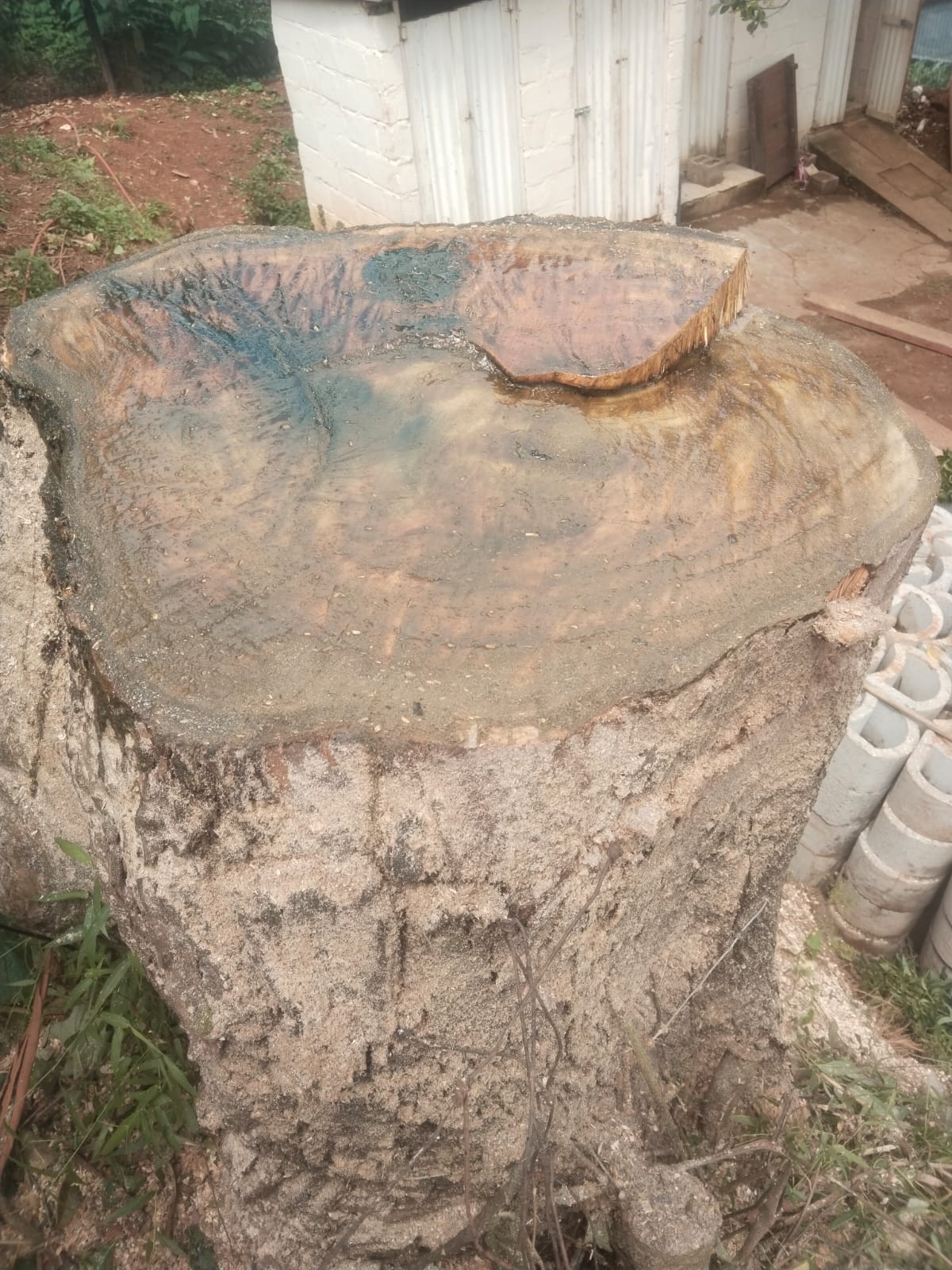 Tree felling team at work