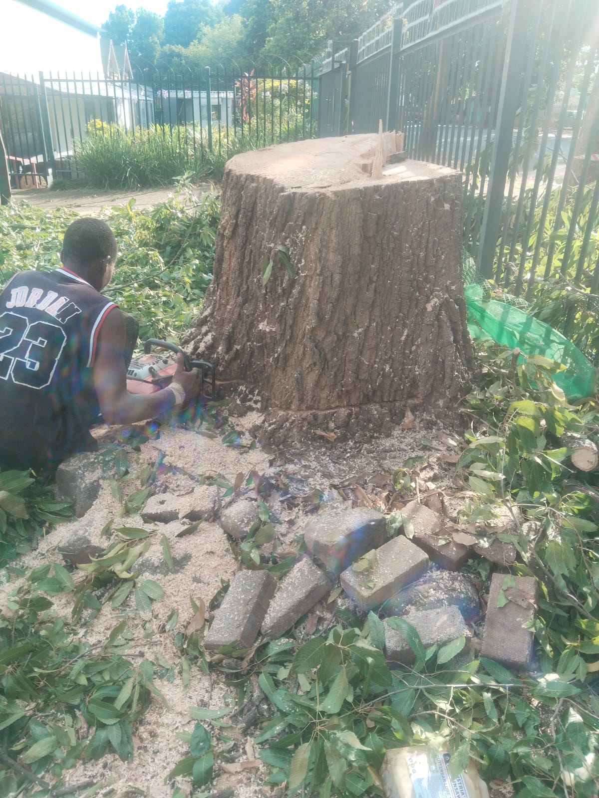 Tree trimming and pruning