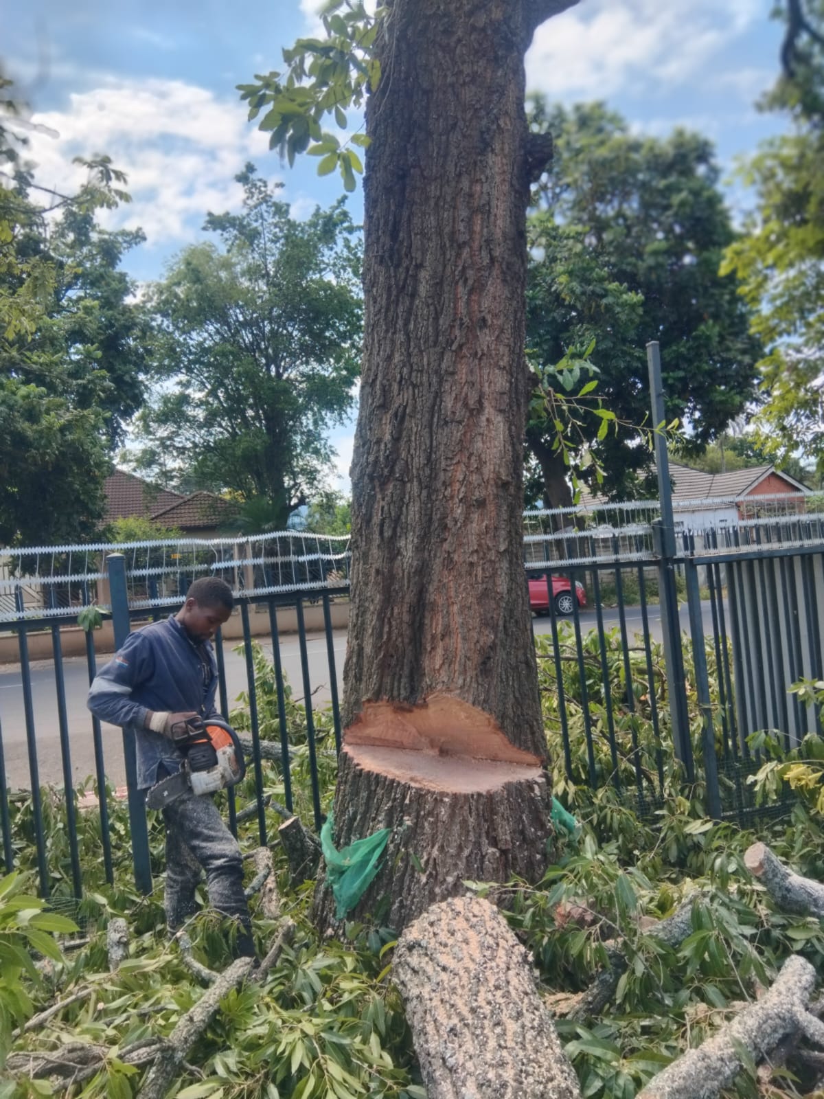 Malcolm Tree Felling project