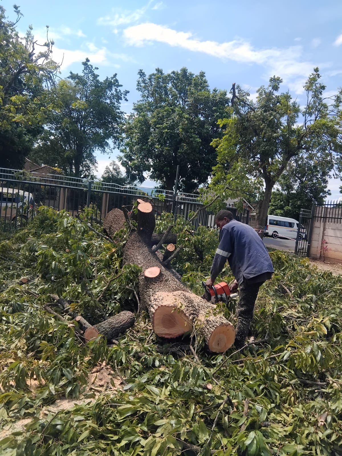Completed tree removal job
